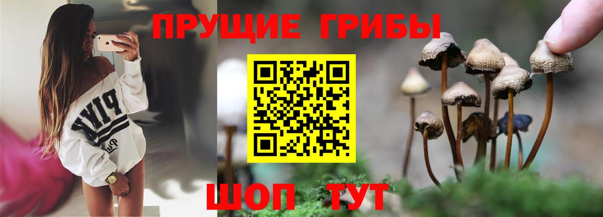 Псилоцибиновые грибы MAGIC MUSHROOMS  купить наркоту  Куйбышев  Вход с VPN 